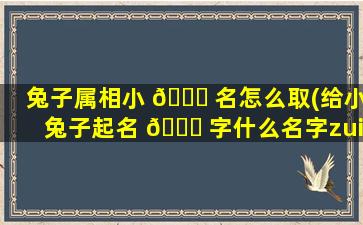 兔子属相小 🐝 名怎么取(给小兔子起名 🐘 字什么名字zui
好听)